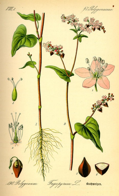 Buchweizen Litho